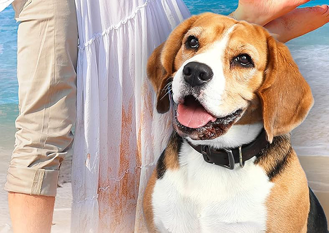 Explore Paws by the Beach by H.Y. Hanna
